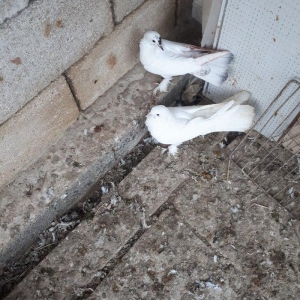 gozu xalli 18 qawqa 17 tukdu. cutu 60 azn. qawqanin oynamaqina soz yox