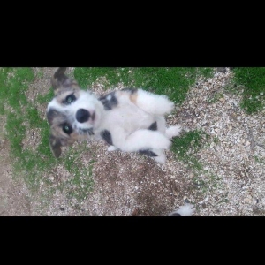 Собаки звонок. Tək biri 40 azn maraqlananlardan xahiş olunur əlavə məl