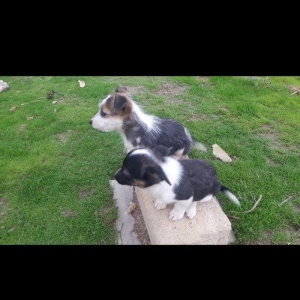 Собаки звонок. Tək biri 40 azn maraqlananlardan xahiş olunur əlavə məl