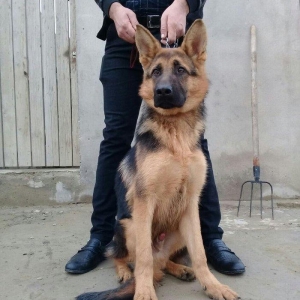 satlir cinsi afcarka erekydi elavə məllumat şhatsapp ve ya telde elaqe