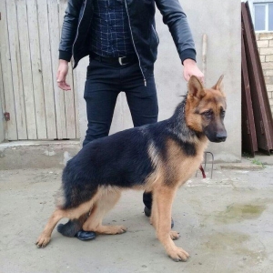 satlir cinsi afcarka erekydi elavə məllumat şhatsapp ve ya telde elaqe