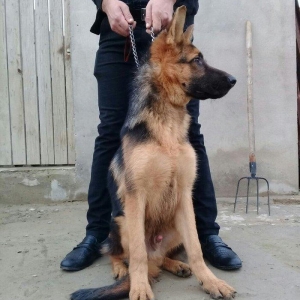 satlir cinsi afcarka erekydi elavə məllumat şhatsapp ve ya telde elaqe