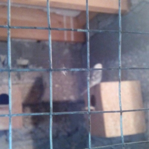 satıram hazır cut Papuqay bırı kül rengde bı