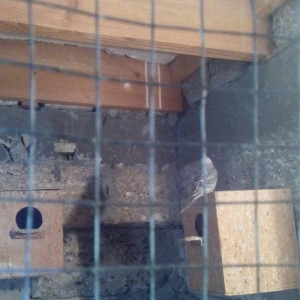 satıram hazır cut Papuqay bırı kül rengde bırıde sarı boynunda yasıl x