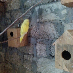 satıram hazır cut Papuqay bırı kül rengde bırıde sarı boynunda yasıl x