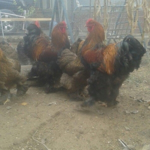 təmiz qol brama yumurtası satılır 3 azn  almaq istəyən heyvanlara gəli