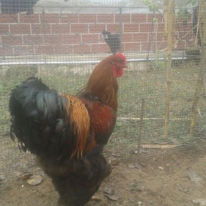 təmiz qol brama yumurtası satılır 3 azn  almaq istəyən heyvanlara gəli