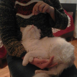 ag erkek  pishik, anqorla qarishiq, 1 yashi var, e