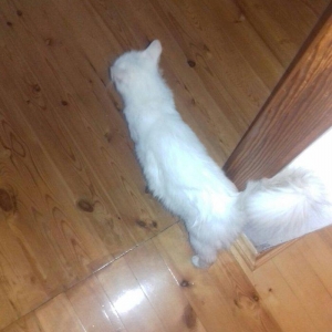 ag erkek  pishik, anqorla qarishiq, 1 yashi var, ev pishiyidir, biti