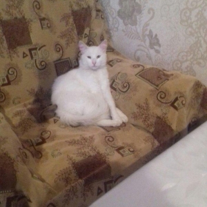 ag erkek  pishik, anqorla qarishiq, 1 yashi var, ev pishiyidir, biti