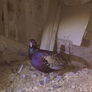 Qırqovul 3 birlikdə 80 manat 1 i xoruzdu il yar�