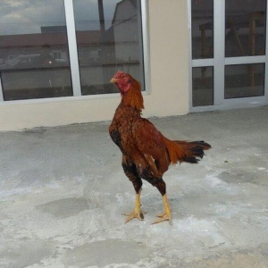 dekabır çolpasıdır heyvan getir yoxla iki defe