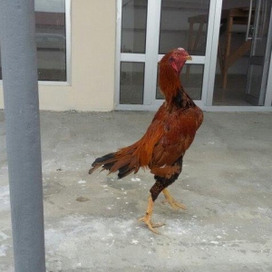 dekabır çolpasıdır heyvan getir yoxla iki defe meşqi olub bir su yarım