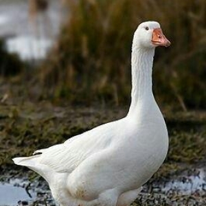 yanvar fevral ayinda yumurtdayacaq ag qaz ve ordekler. ordekler yumurt