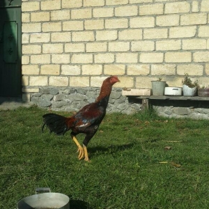 heyrati becesi fere toyuq doyus ucun temiz cins . doyusune soz yoxdu.