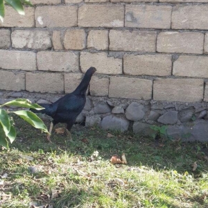 heyrati becesi fere toyuq doyus ucun temiz cins . doyusune soz yoxdu.