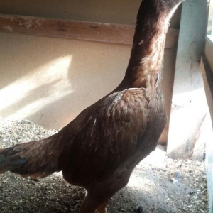 heyrati becesi fere toyuq doyus ucun temiz cins . doyusune soz yoxdu.