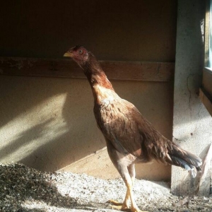 heyrati becesi fere toyuq doyus ucun temiz cins . doyusune soz yoxdu.