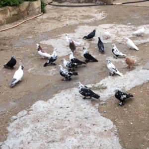 8 manatdan 20 eded qusQuslar goz qabagindadi 2 eded drakon qizgin er