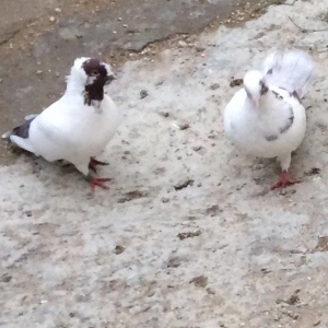 8 manatdan 20 eded qusQuslar goz qabagindadi 2 eded drakon qizgin er