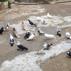 8 manatdan 20 eded qusQuslar goz qabagindadi 2 eded drakon qizgin er