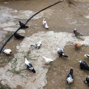 8 manatdan 20 eded qusQuslar goz qabagindadi 2 eded drakon qizgin er