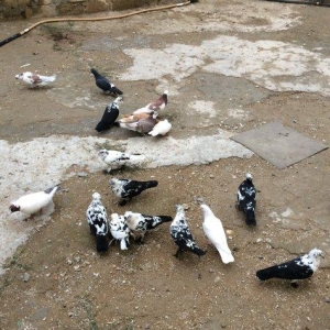 8 manatdan 20 eded qusQuslar goz qabagindadi 2 eded drakon qizgin er