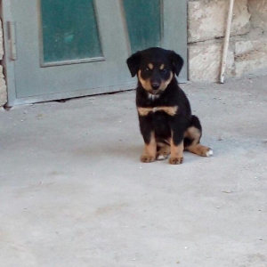 qoyun itiden donme kucuklardi anasi qoyun iti atasi heyat itidi iki ay