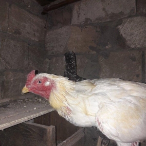 cut satilir cinsi efqan toyuq cilli xoruz ag  qiym