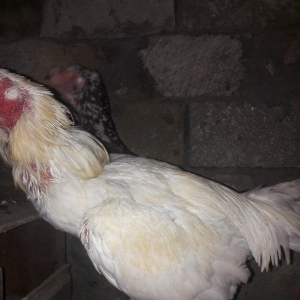 cut satilir cinsi efqan toyuq cilli xoruz ag  qiymet cutune aiddi