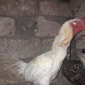 cut satilir cinsi efqan toyuq cilli xoruz ag  qiymet cutune aiddi