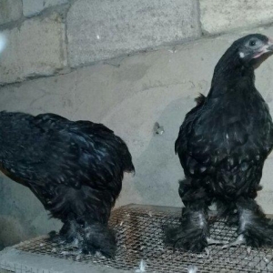 salam temiz qan brama rasiyadan gelib atasi anasi.