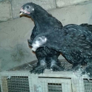 salam temiz qan brama rasiyadan gelib atasi anasi.iki aylari bugun tam