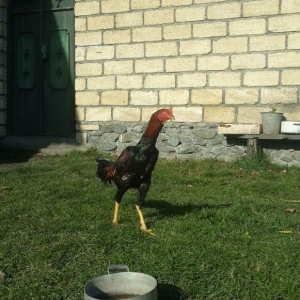 heyrati super doyus heyvanlari fere bece toyuq . cox oldugu ucun satil