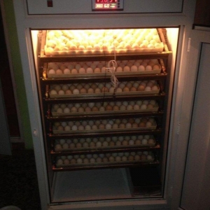 İnkubatorun qiyməti yumurta tutumuna görə dəyişir. İstənilən ölçüdə si