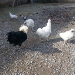 Ponpin xoruz 5 ayliqdi tam sağlam beş barmaqdı feresiylede barter