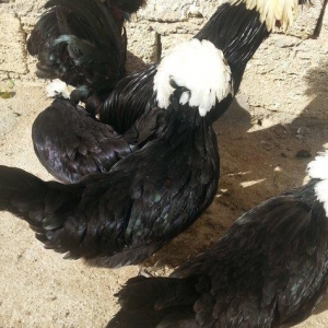 Rahibe 3 fere 2 xoruz biri 30 manatdan xoruzun bir