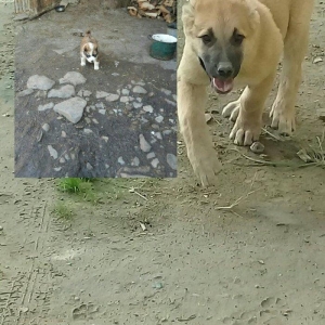 albay it balasi 25 qűnluků 500azn o biri alabay və qanqal qarişixidi 2