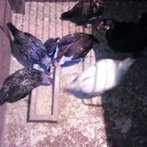 Sekilde gorduyunuz yaponka ve heyratilar satilir. Her olcude var.