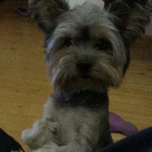 York tayer erkeydi 2-yawi var  diwi axtaram Cutlewdirmeye