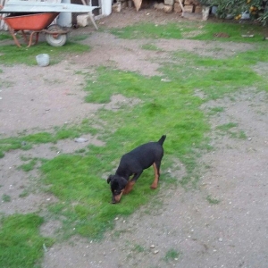 щенок ягдтерьера 3.5месяцев все прививки зделаны.радители щенка у меня