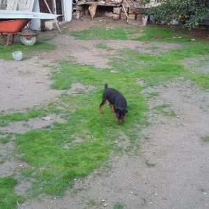 щенок ягдтерьера 3.5месяцев все прививки зделаны.радители щенка у меня