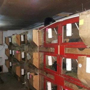 Dovşanlar üçün yuva satılır 18 otaqlı ot qa