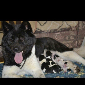 American akitasi satiram 1 ayliq saglam wirin balalardi vaksinleri vur