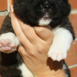 American akitasi satiram 1 ayliq saglam wirin balalardi vaksinleri vur