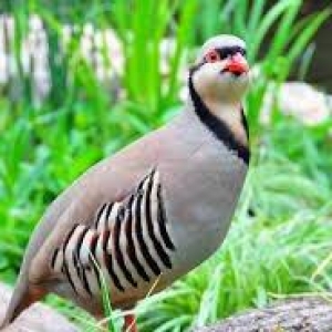 Tecili 7-8 ayliq  fere keklik satilir saglamdi 
te