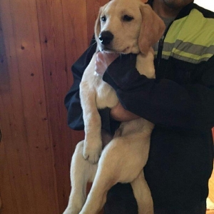 3 aylıq erkey labrador retriever balası satılır, peyvendi vurulub vet