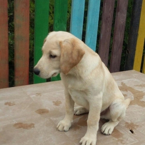 3 aylıq erkey labrador retriever balası satılır, peyvendi vurulub vet