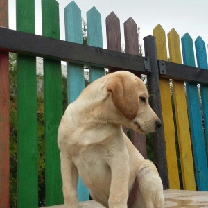 3 aylıq erkey labrador retriever balası satılır, peyvendi vurulub vet