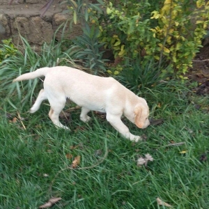 3 aylıq erkey labrador retriever balası satılır, peyvendi vurulub vet